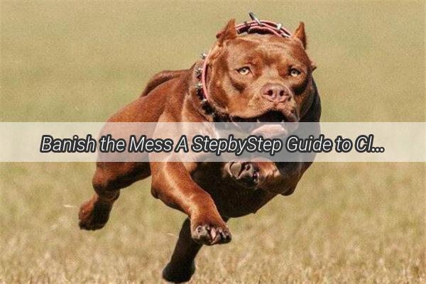 Banish the Mess A StepbyStep Guide to Cleaning Your Dogs Discretions with Ease